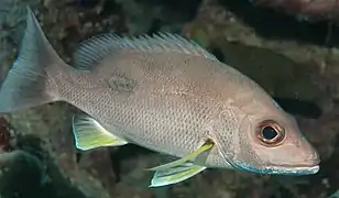 Lethrinus harak