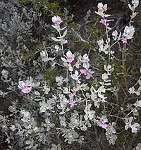 Leucophyllum frutescens en fleur