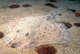 Leucoraja erinacea