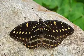 Femelle, face dorsale