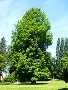 Grand séquoia au parc municipal.