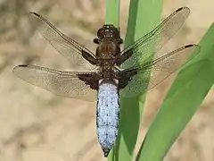 Libellula depressa (Libellulidae)