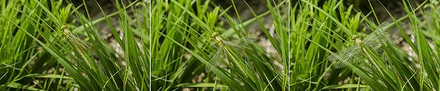 Libellule déployant ses ailes.