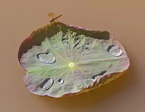 Libellule brachythemis contaminata, mâle, sur une feuille de nelumbo nucifera (Lotus sacré) avec des gouttes d'eau, à la surface d'un étang boueux, à Don Det. La texture du Nelumbo est une surface superhydrophobe et cette propriété a donné son nom à l'effet lotus, quand les gouttes d'eau glissent sur la surface sans la mouiller. Août 2019.