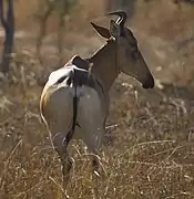 Alcelaphus/Sigmoceros lichtensteinii (Bubale de Lichtenstein)