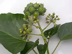 Ombelle de fruits de lierre.