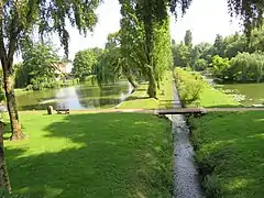 La Liesse dans l'étang de Maubuisson