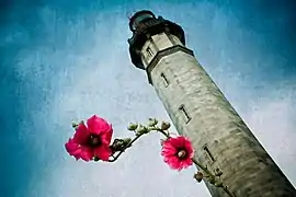 Avec sa rose trémière.