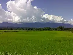 Comme dans la plupart des régions allant de l'Inde du Sud aux confins du Nord-Est de l'Inde, le riz est en Assam la céréale reine.