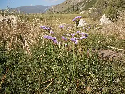 A l'état sauvage en Grèce.