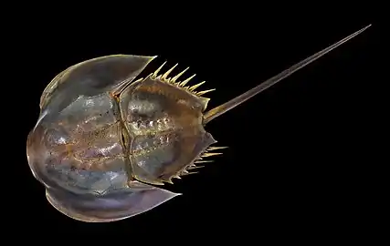 Limule (Limulus polyphemus).