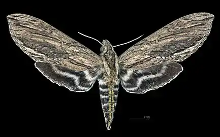 Avers de la femelle (coll.MHNT)