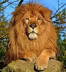 Lion en captivité à Touroparc Zoo, Romanèche-Thorins