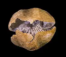 Liospiriferina rostrata, un Brachiopoda.
