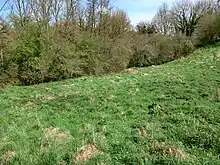 Photographie montrant de l'herbe au premier et une petite forêt en arrière plan