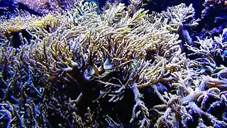 Litophyton arboreum ou Corail brocoli à l'Aquarium du palais de la Porte Dorée