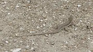 Un lézard dans le parc national d'Absheron en Azerbaïdjan. Mai 2018.