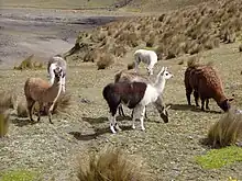 Photographie couleur de six lama dans une vaste plaine désertique.