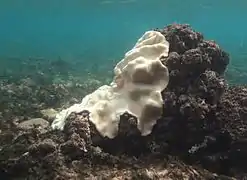 Lobophytum cf. depressum.