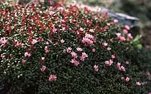 Azalée des Alpes à Padjelanta