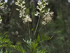 Feuilles et fleurs de L. silaifolia.