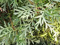 Feuilles aux jardins botaniques de Cranbourne, dans l'État de Victoria.
