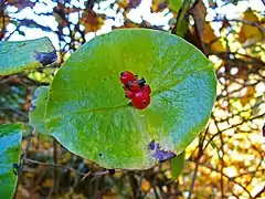 Lonicera tellmanniana.