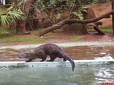 Loutre à longue queue (Lontra longicaudis)