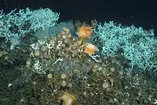 Récif à Desmophyllum pertusum sur lequel sont fixées des anémones de mer de différentes espèces