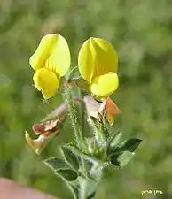 Lotier grêle, Lotus angustissimus.