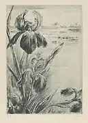 Louise Danse, Orchidées, Bibliothèque Royale de Belgique