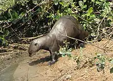 Loutre géante (Pteronura brasiliensis)