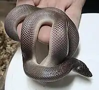 Le Python fouisseur du Mexique (Loxocemus bicolor) a un mode de vie fouisseur et un corps cylindrique.