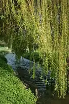 Le Lunain dans le village de Nonville.