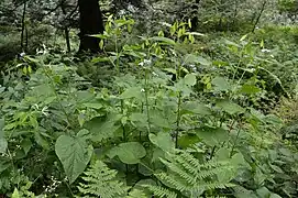 Lunaire vivace, Xonrupt.