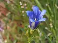 Gentiane des marais (Gentiana pneumonanthe)