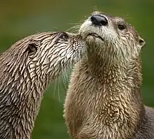Loutre de rivière