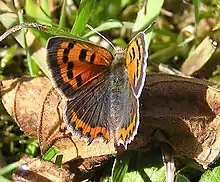 Cuivré commun face dorsale