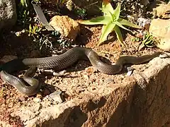 Lycodonomorphus rufulus