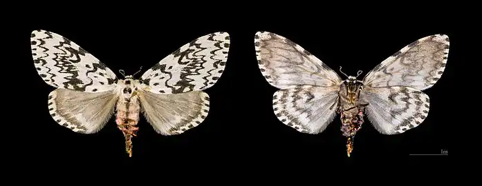 ♀  Corse-du-Sud  MHNT