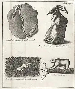 Armes des Outagamis, des Outchipoues, des Pouetouatamis et des Oumamis.