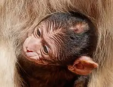 Un petit macaque de Barbarie dans le Vogelpark Steinen (de) en Allemagne.