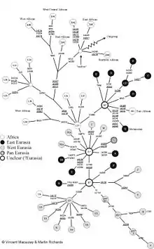 Arbre de l'ADN mitochondrial humain