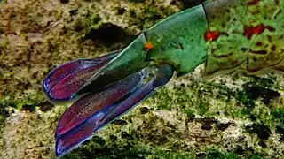 Aquarium du palais de la Porte-Dorée