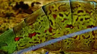 Aquarium du palais de la Porte-Dorée