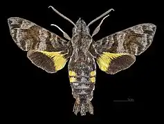 Macroglossum insipida papuanumMâle face dorsale