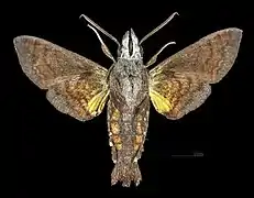 Macroglossum insipida papuanumMâle face ventrale