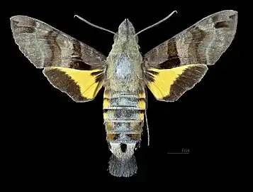 Vue dorsale (coll.MHNT)