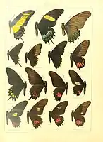 Papilio hyppason femelle, deux formes (2e et 3e ligne à droite)