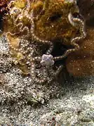 Macrophiothrix propinqua